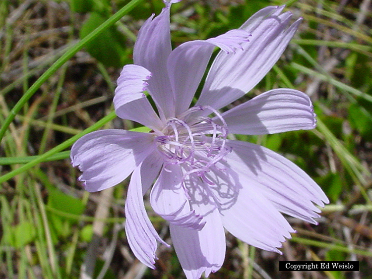 Florida Blue and Purple Wildflowers - Page 2 of 3 | Identification